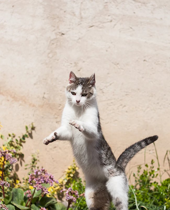 Cat vet in Delray Beach, FL