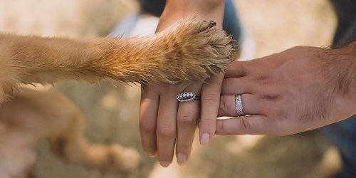 Cat vet in Delray Beach, FL