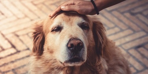Emergency vet in Delray Beach, FL