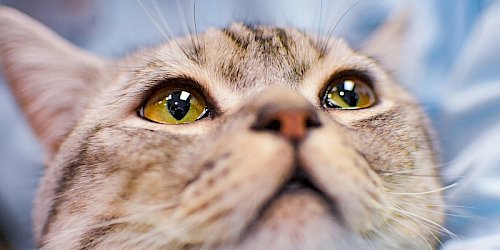 Emergency vet in Delray Beach, FL