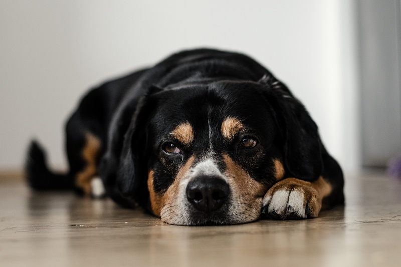 Emergency Vet in Delray Beach, FL
